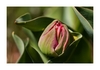 Tulpe