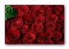 Rosengebinde eines Hochzeitsautos