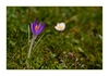 Krokus