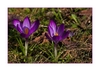 Krokus