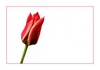 Tulpe