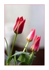 Tulpe