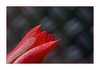 Tulpe