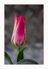 Tulpe