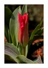Tulpe