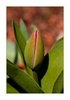 Tulpe