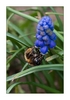 Bauernb&uuml;bchen (Traubenhyazinthen) mit Hummel