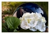 weisse Hortensie