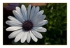 Mittagsblume