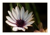 Mittagsblume