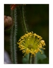abgebl&uuml;hte Mohnbl&uuml;te