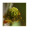 abgebl&uuml;hte Mohnbl&uuml;te