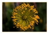 abgebl&uuml;hte Mohnbl&uuml;te