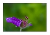 Blüte nach dem Regen (Storchschnabel-Geranium)