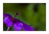 Bl&uuml;te nach dem Regen