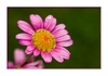 Bl&uuml;te nach dem Regen