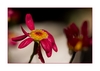 Bl&uuml;te nach dem Regen