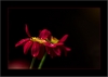 Bl&uuml;te nach dem Regen