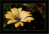 Bl&uuml;te nach dem Regen