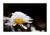 Bl&uuml;te mit erstem Schneeh&auml;ubchen 