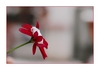 Bl&uuml;te mit erstem Schneeh&auml;ubchen 