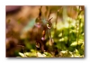 Moosbl&uuml;te (Sporophyt) nach dem Regen