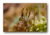 Moosbl&uuml;te (Sporophyt) nach dem Regen