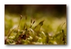 Moosbl&uuml;te (Sporophyt) nach dem Regen