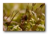 Moosbl&uuml;te (Sporophyt) nach dem Regen