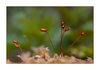 Moosbl&uuml;te (Sporophyt) nach dem Regen