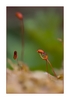 Moosbl&uuml;te (Sporophyt) nach dem Regen