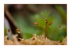 Moosbl&uuml;te (Sporophyt) nach dem Regen