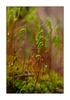 Moosbl&uuml;te "Bryum" (Sporophyt) nach dem Regen