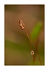 Moosblüte "Bryum" (Sporophyt) nach dem Regen