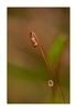 Moosbl&uuml;te "Bryum" (Sporophyt) nach dem Regen