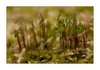 Moosbl&uuml;te "Bryum" (Sporophyt) nach dem Regen