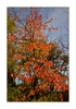 Herbstlaub