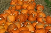 K&uuml;rbisse (Pumkin)