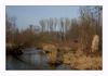 Rheinaue
