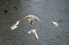 Möwen im Flug
