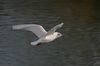 Möwe im Flug