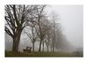 Allee im Nebel (Oberkirch)