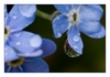 Wassertropfen auf Vergissmeinnicht