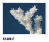 Raureif