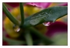 Regentropfen mit Blumen-Spiegelung