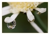 Regentropfen mit Blumen-Spiegelung