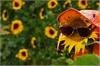 Sommerhitze 2007 (Sonnenblume mit Sonnenbrille und Hut)