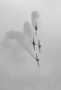 Formationsflug, Red Bull's