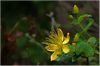 Gro&szlig;bl&auml;ttriges Johanniskraut (Hypericum grandifolium) im Regenwald, Anagagebirge