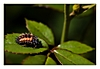 Asiatsche Marienkäferlarve